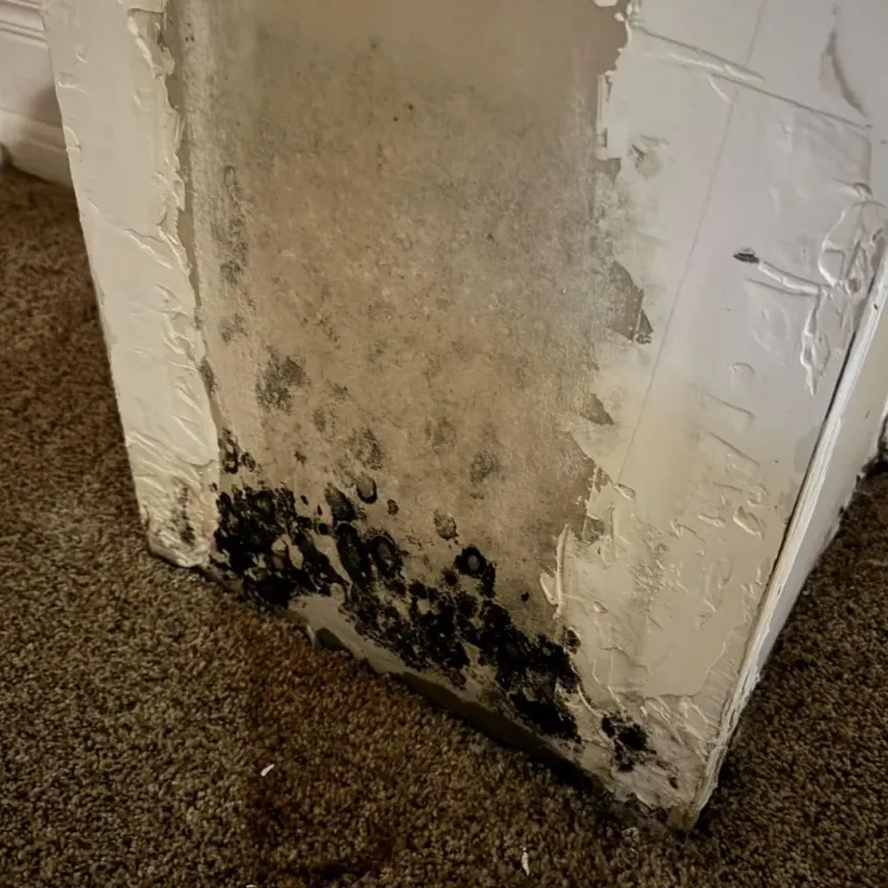 Professional Mold Removal in Oshkosh, NE